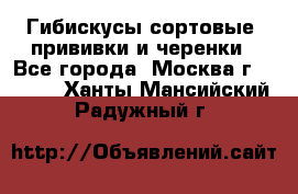 Гибискусы сортовые, прививки и черенки - Все города, Москва г.  »    . Ханты-Мансийский,Радужный г.
